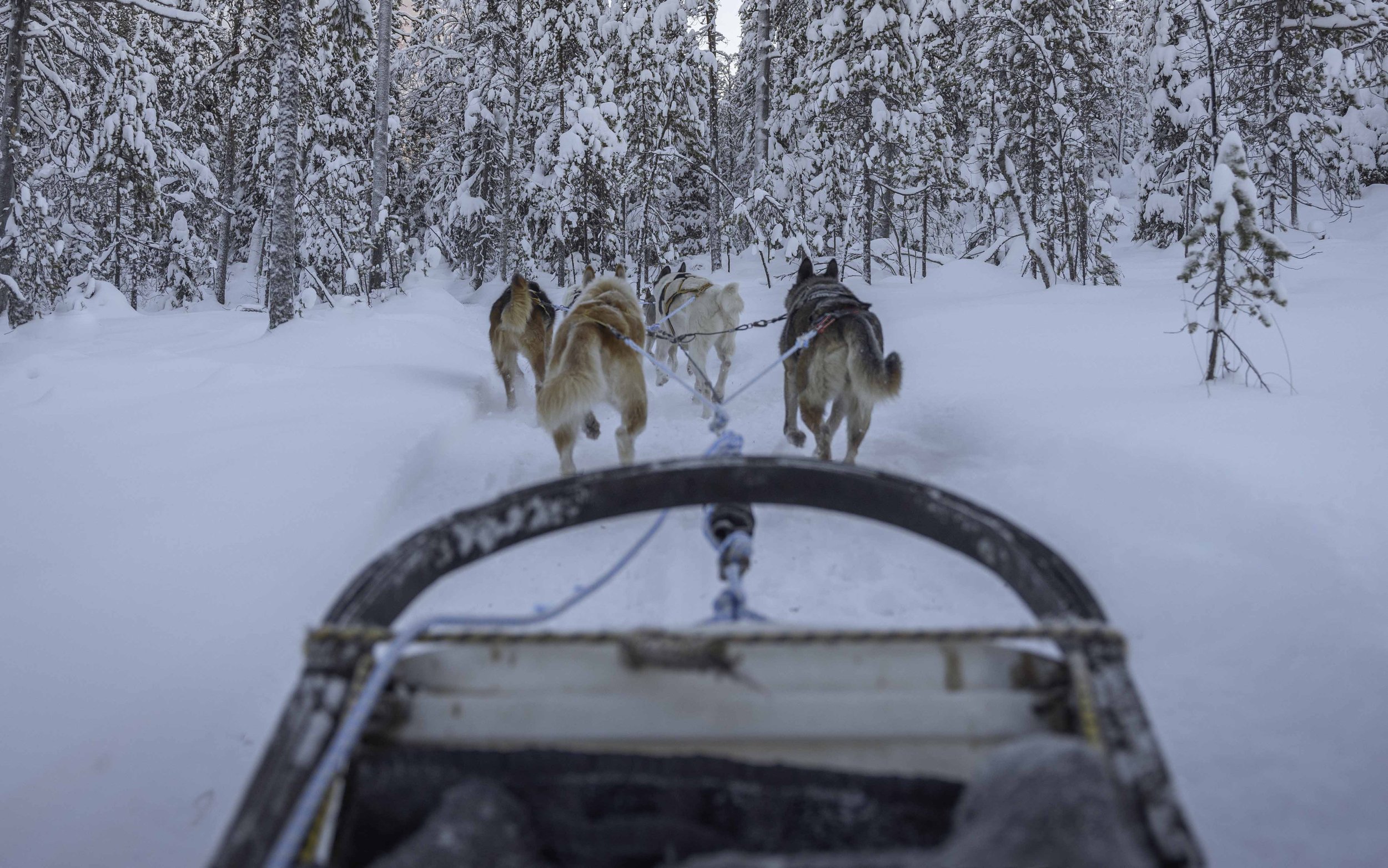 Husky sales snow sled